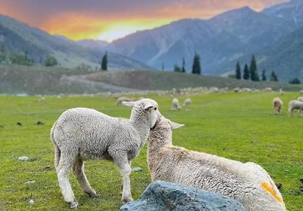 Amritsar to Kashmir Complete Tour: Srinagar, Gulmarg & Pahalgam
